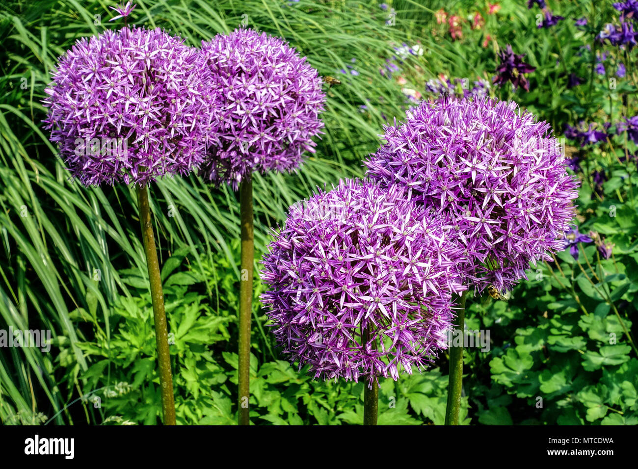 Allium Globemaster blaue Blumen Kugeln Gartenpflanze Stockfoto