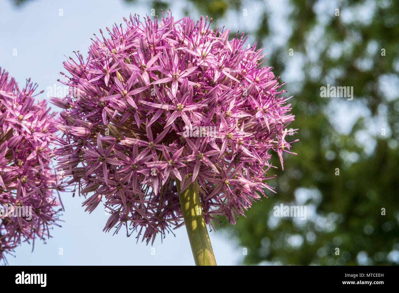 Allium globemaster, eine riesige Allium, Allium giganteum in voller Blüte in einem Devon Garten Stockfoto