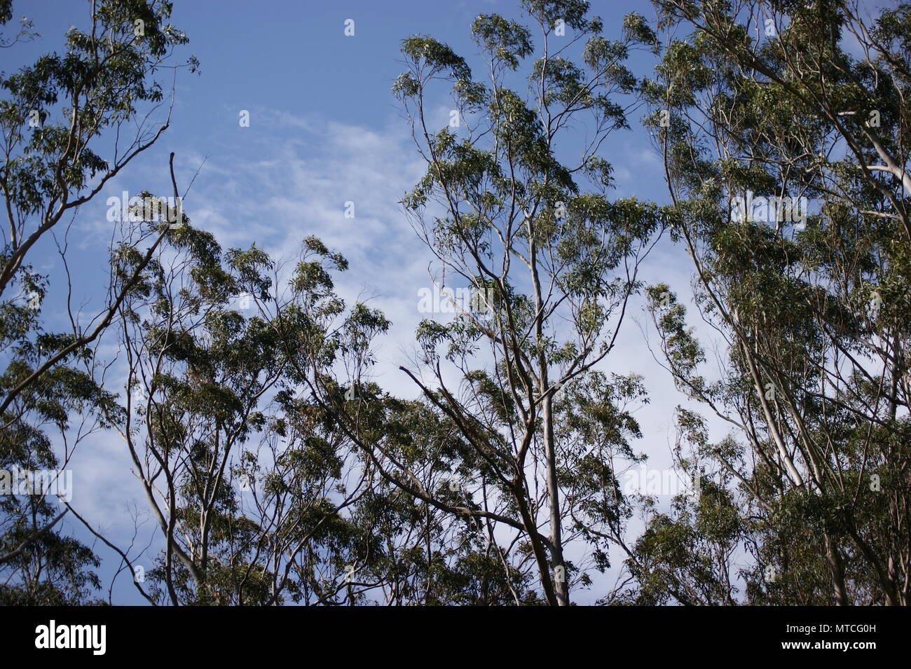 Australische Bäume gegen teilweise bewölktem Himmel eingestellt Stockfoto