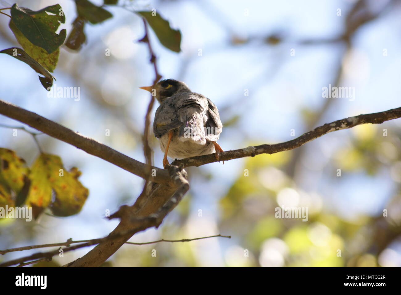 Laut Mynah thront auf Zweig Stockfoto