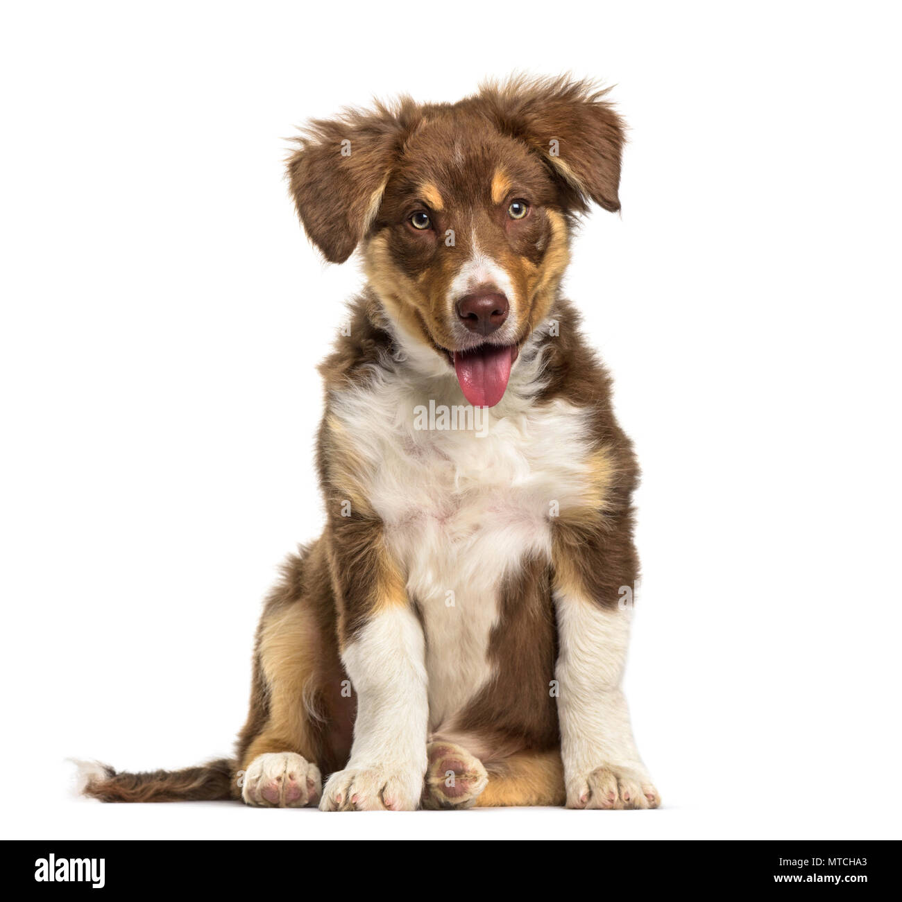 Border Collie Welpe, 3 Monate alt, sitzt vor weißem Hintergrund Stockfoto