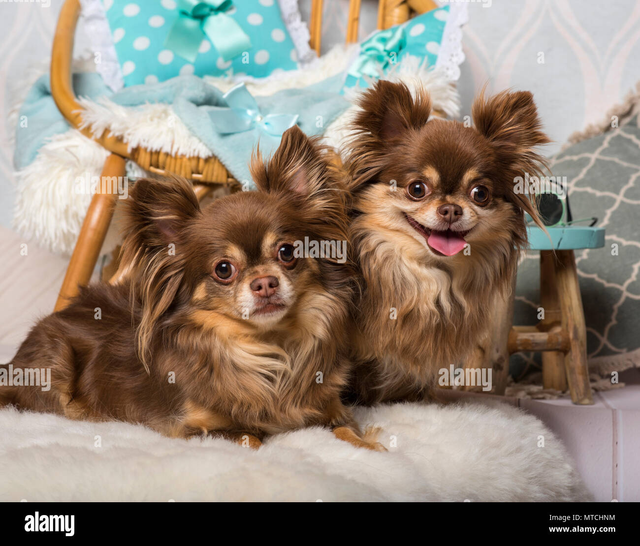 Chihuahua hunde liegen auf Pelz im Studio sitzen auf Stuhl im Studio, Porträt Stockfoto