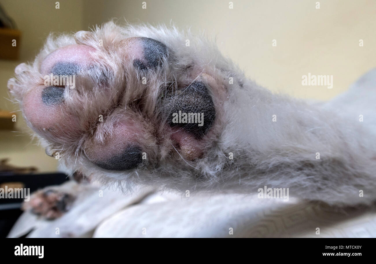 Hund die Pfote, streckte im Schlaf. Stockfoto