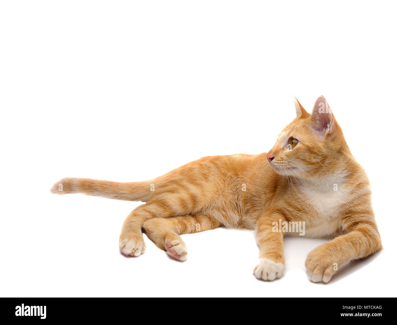 Thailand Katze, eine Katze, die wie der anmutigsten kurze Haare Katze der Welt gefeiert wurde. Stockfoto