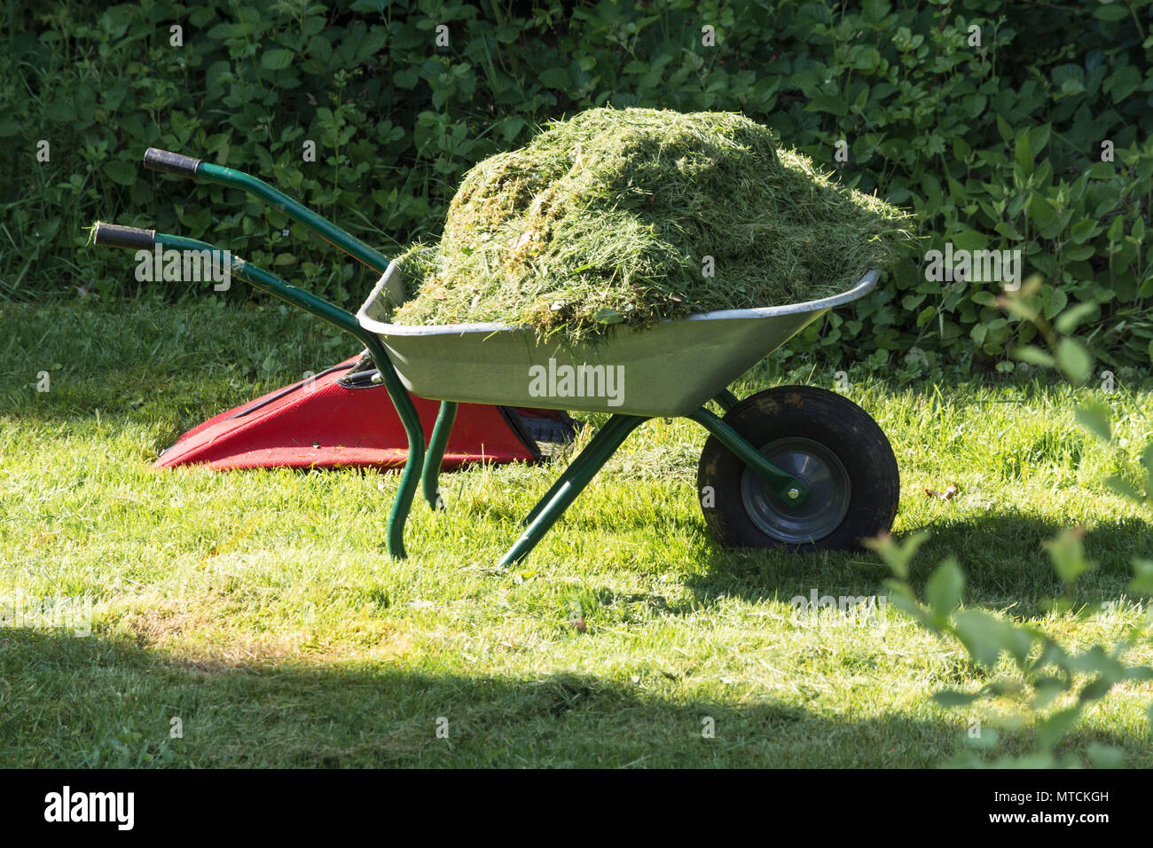 Schubkarre mit Gras im Garten gefüllt auf dem Gras Stockfoto