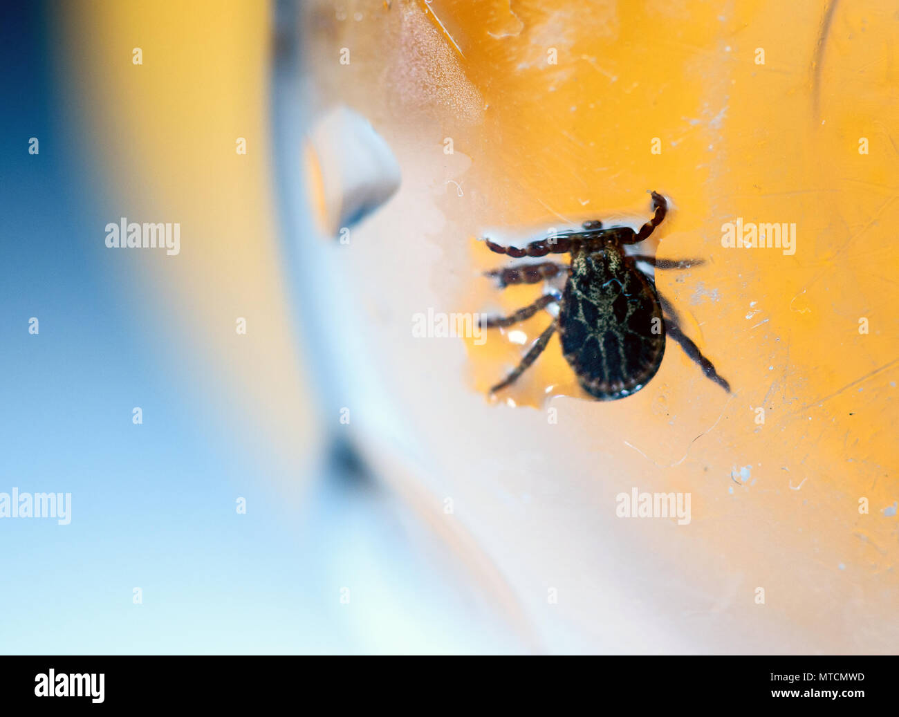 Makroaufnahme der tödlichen Parasiten American Dog Zecke Dermacentor variabilis in einer Plastikflasche eingeschlossen Stockfoto