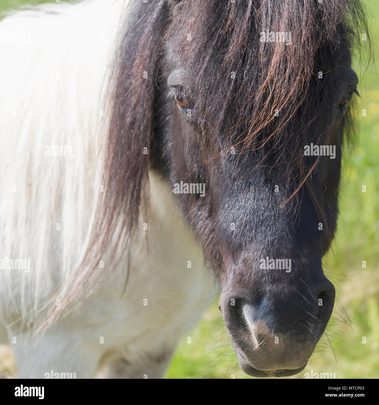 Nahaufnahme Kopf Portrait von weißen und braunen Pferd im Freien an Kamera suchen Stockfoto