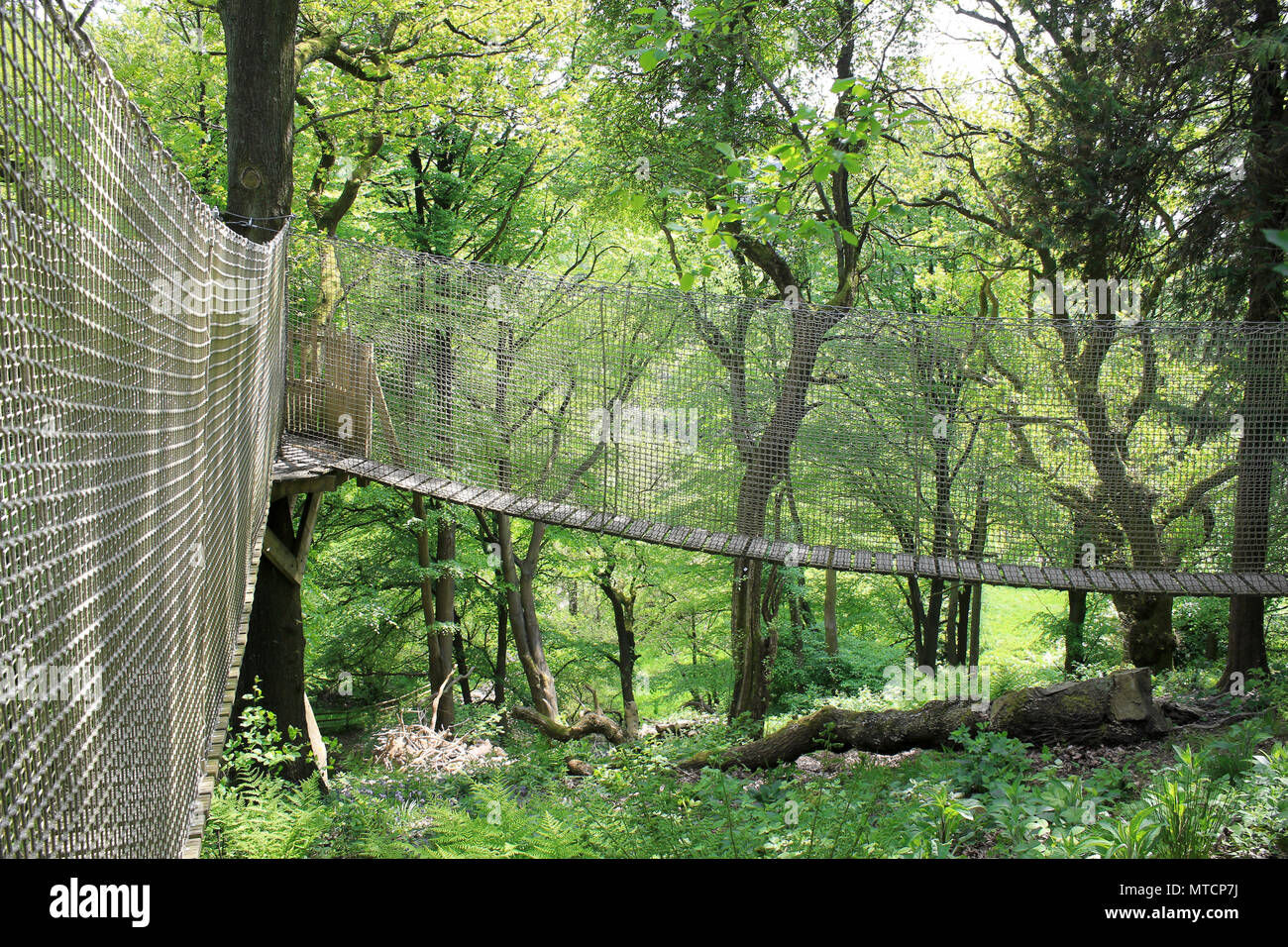 Coombes Tal RSPB Reservat Canopy Walkway Stockfoto