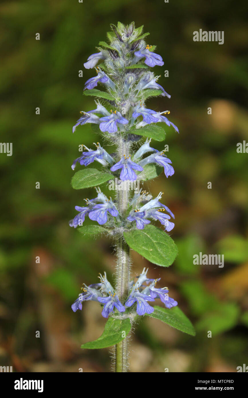 Signalhorn Ajuga reptans Stockfoto