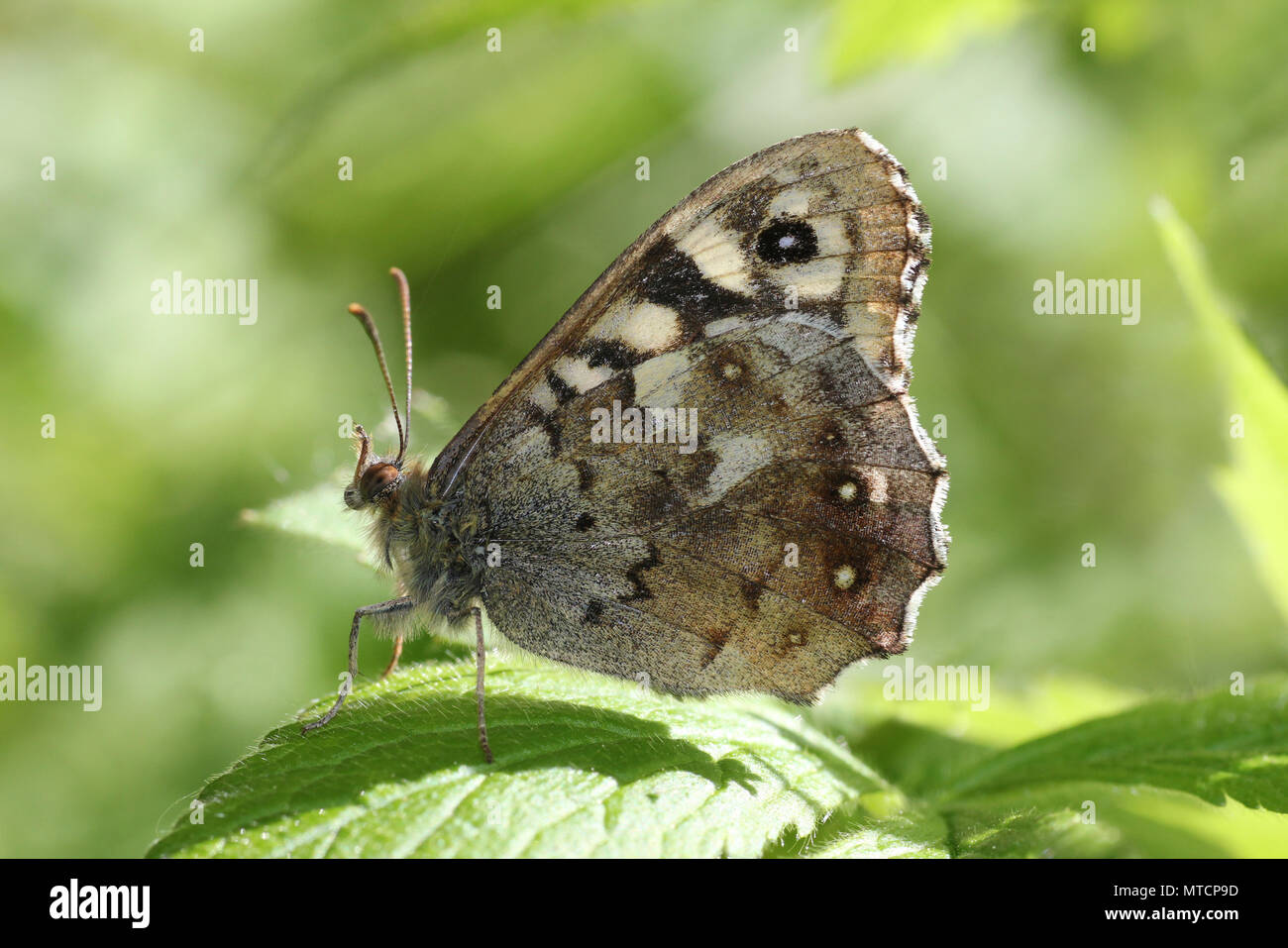 Gesprenkelte Holz Pararge aegeria Stockfoto