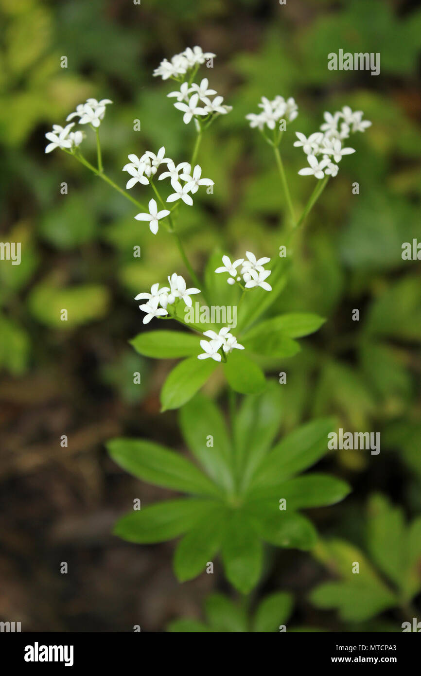 Waldmeister Galium odoratum Stockfoto