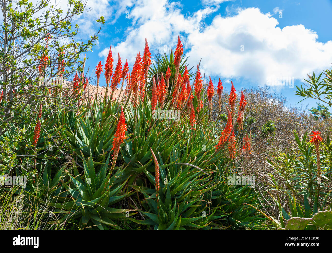 Alow vera Blumen auf der italienischen Insel Sardinien Stockfoto
