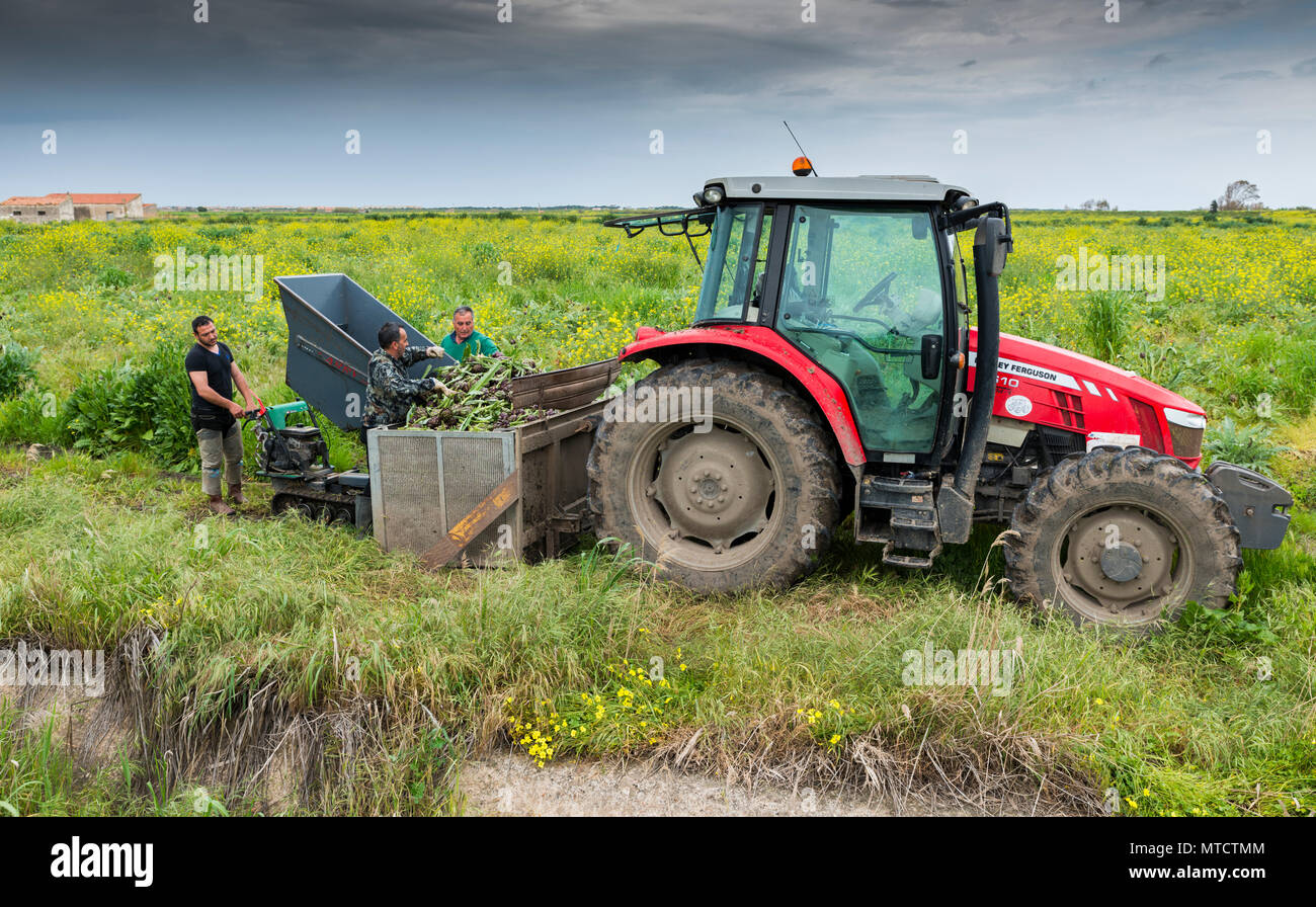 Sarzana, Italien, 11. April 2018: Mann bei der Arbeit auf dem Land mit großer Traktor beschäftigt mit der Ernte der freah Artischocke, Artischocke ist eine gemeinsame Erntegut auf Sardinien und Erntezeit ist im Frühjahr Stockfoto Sarzana, Italien, 11. April 2018: Mann bei der Arbeit auf dem Land mit großer Traktor beschäftigt mit der Ernte der freah Artischocke, Artischocke ist eine gemeinsame Erntegut auf Sardinien und Erntezeit ist im Frühjahr Stockfoto