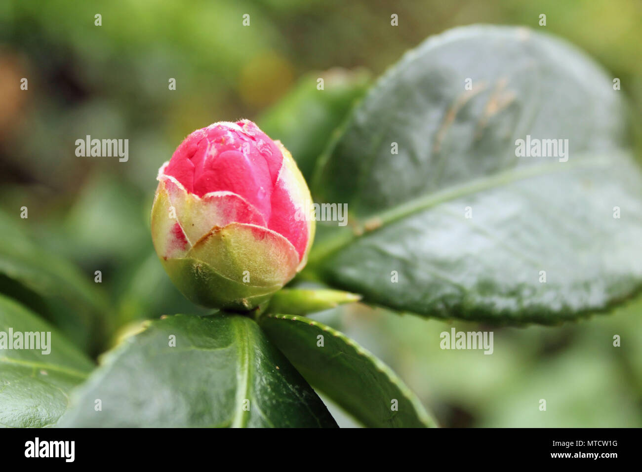 Nahaufnahme, bokeh Schuß eines pink flower Bud über zu öffnen in einem Garten mit Blättern und verschwommenes Grün im Hintergrund Stockfoto