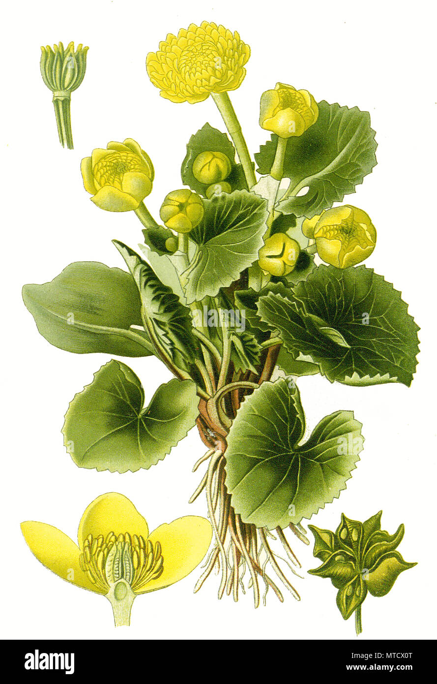 Caltha palustris, Sumpfdotterblume, kingcup. Sumpfdotterblume, digital verbesserte Reproduktion von Drucken des 19. Jahrhunderts Stockfoto