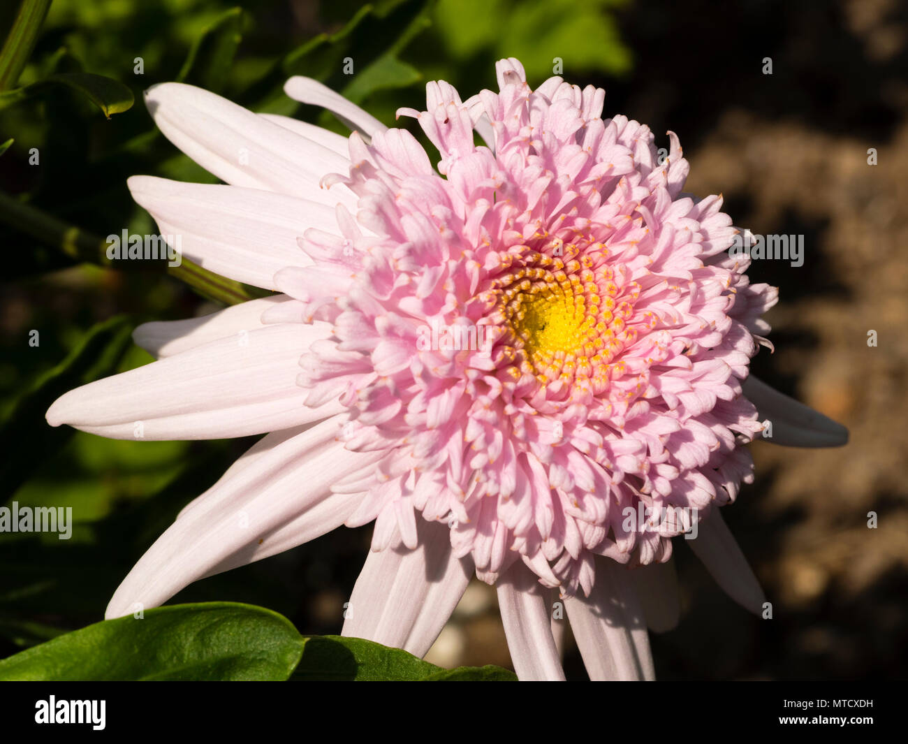 Rosa ray Blütenblätter umgeben einen zentralen Chef in der Ausschreibung Betten maguerite Daisy, Argyranthemum 'Mary Wootton' Stockfoto