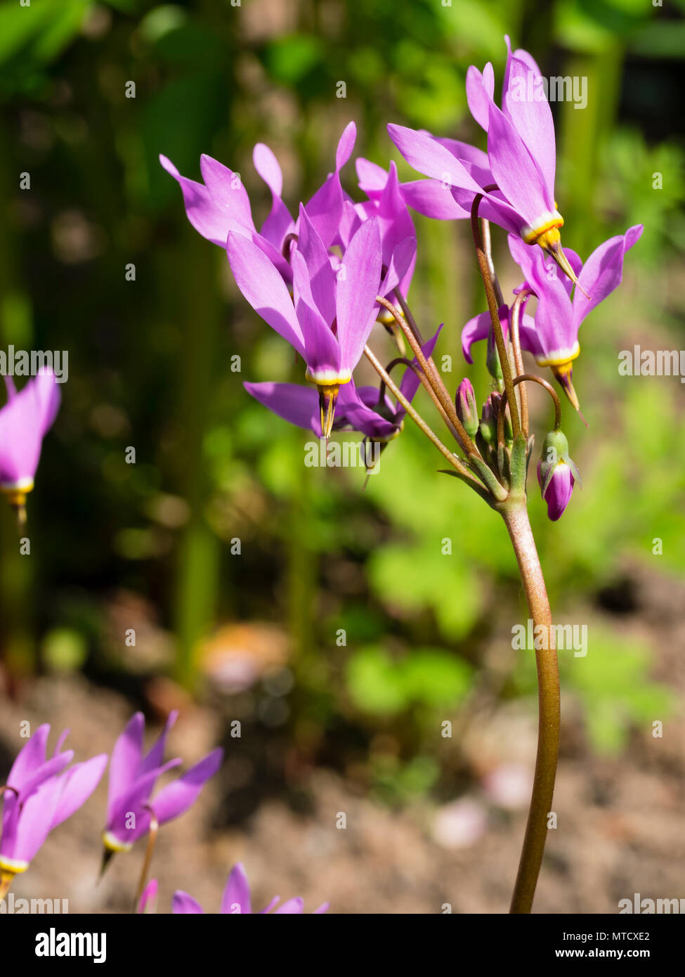 Zurückgebogen rosa Blütenblätter der frühen Sommer blühende winterharte Staude Shooting Star, Dodecatheon pulchellum Stockfoto