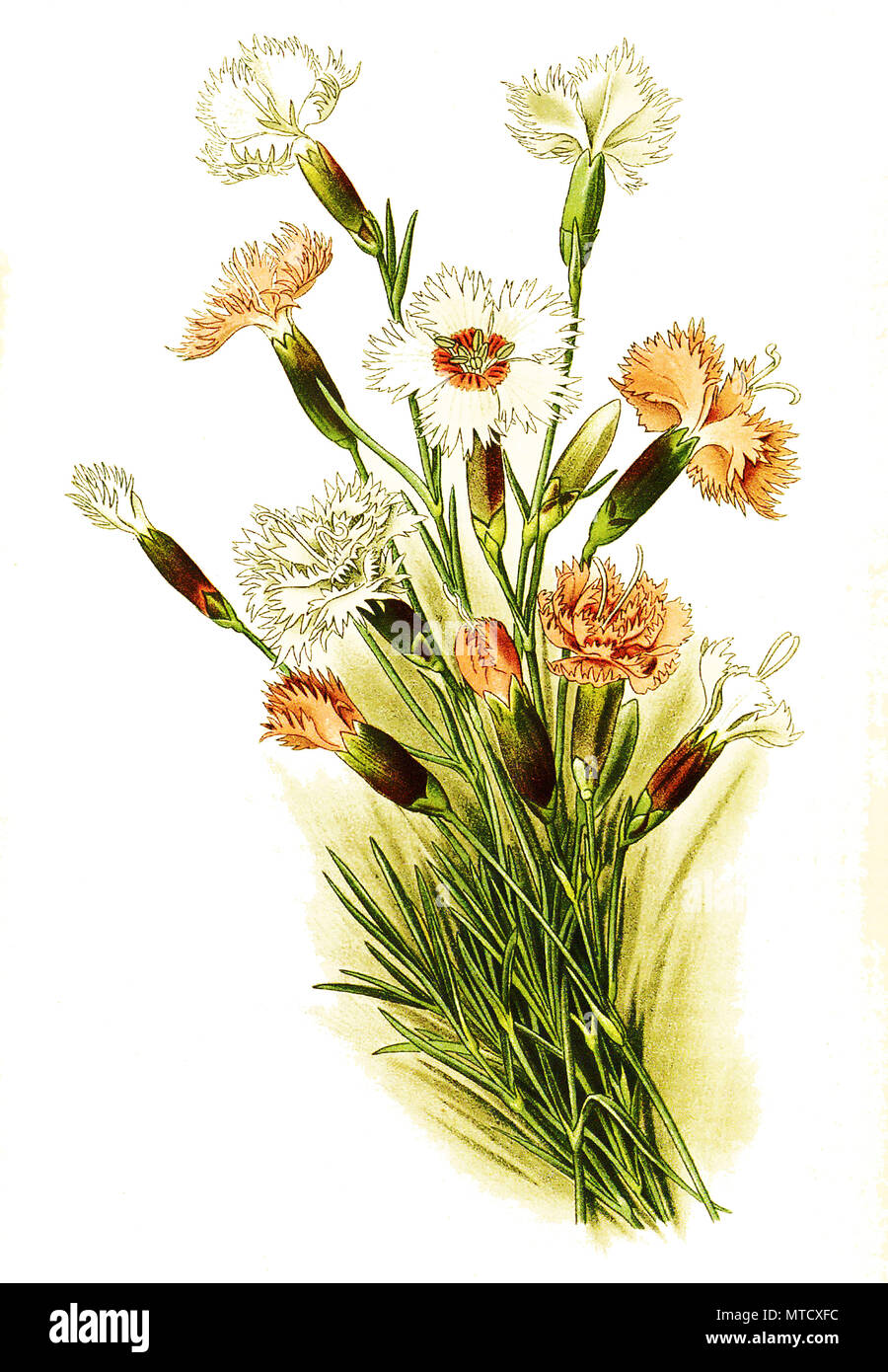 Dianthus plumarius, Rosa, Pink, Rosa, oder wild pink. Feder-Nelke, digital verbesserte Reproduktion von Drucken des 19. Jahrhunderts Stockfoto