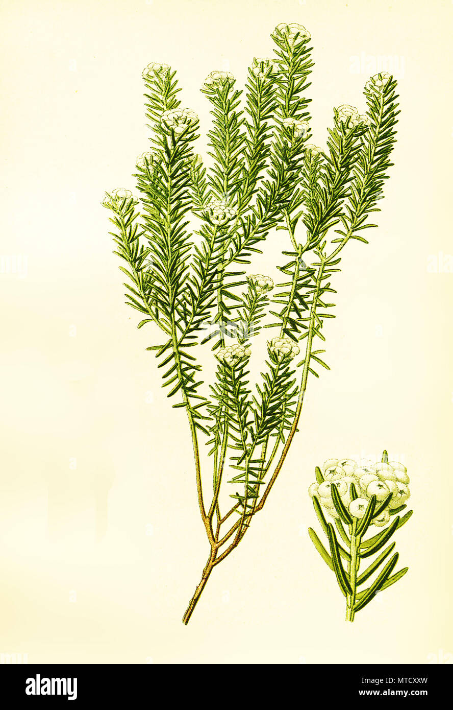 Phylica ericoides, Phylica ist eine Gattung von Pflanzen in der Familie Rhamnaceae. Phylica ist eine Gattung aus der Familie der KreuzdorngewÃ¤chse, digital verbesserte Reproduktion von Drucken des 19. Jahrhunderts Stockfoto