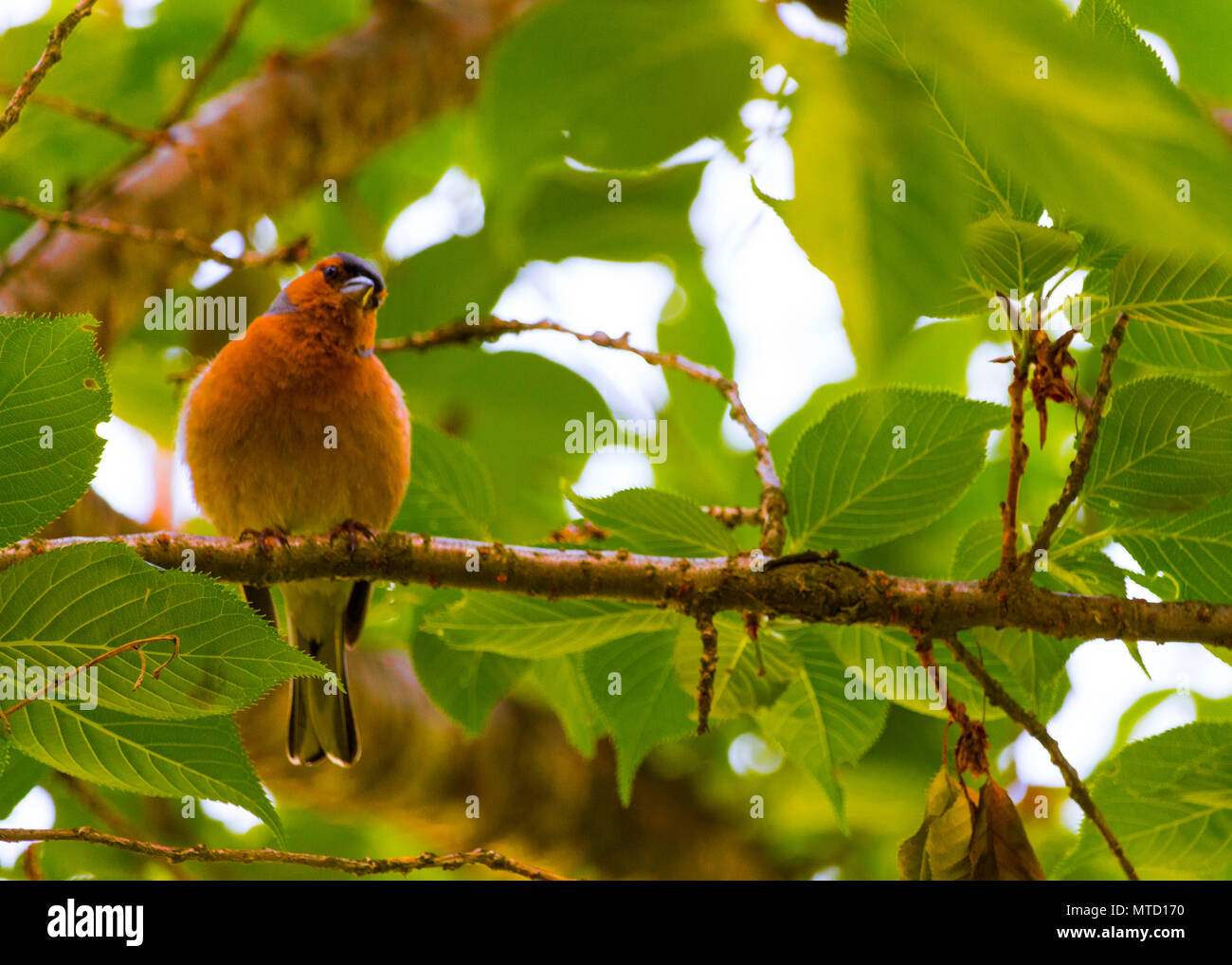 Schöne Fotos von Finch Vogel in seinem natürlichen Lebensraum! Meine andere Seite fängt so zu sehen! Stockfoto