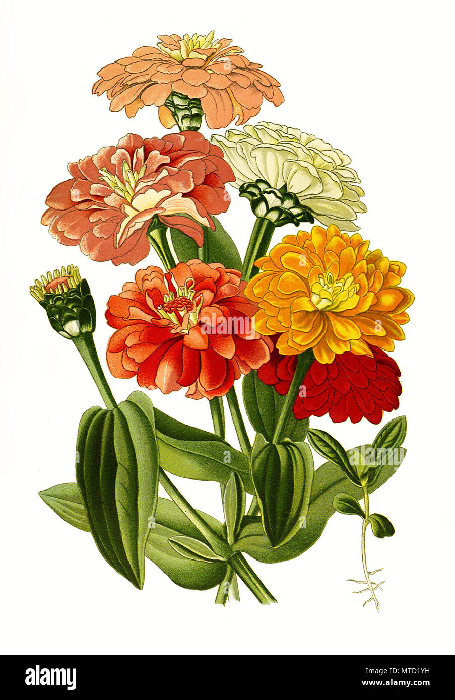 Zinnia elegans, Jugend und Alter Zinnia, gemeinsame Zinnia oder elegante Zinnia. Zinnie, digital verbesserte Reproduktion von Drucken des 19. Jahrhunderts Stockfoto