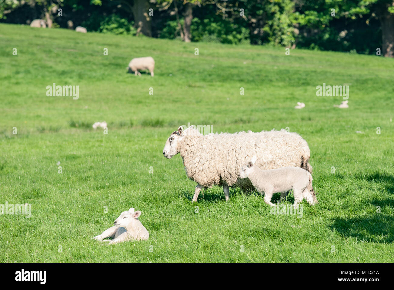 Mutter Schaf mit einem neuen borm Lamm gehen über frische grüne Feld. Stockfoto