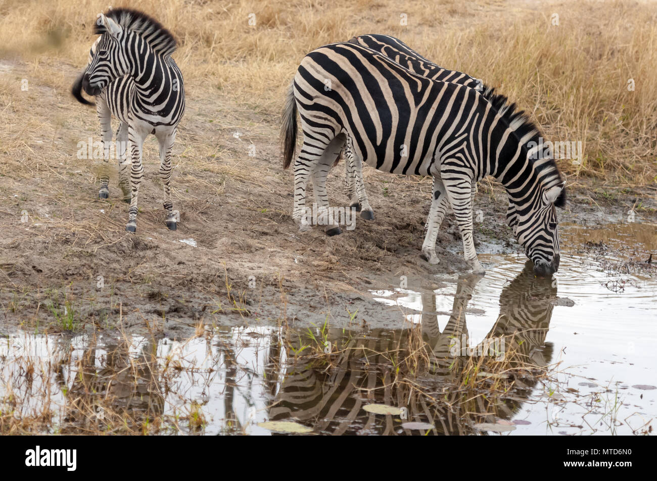 Ein vorsichtiges junge Burchells Zebra wacht während zwei ältere Zebras zusammenzulegen, wie sie an einem Wasserloch in Sabi Sands Game Reserve trinken angezeigt Stockfoto