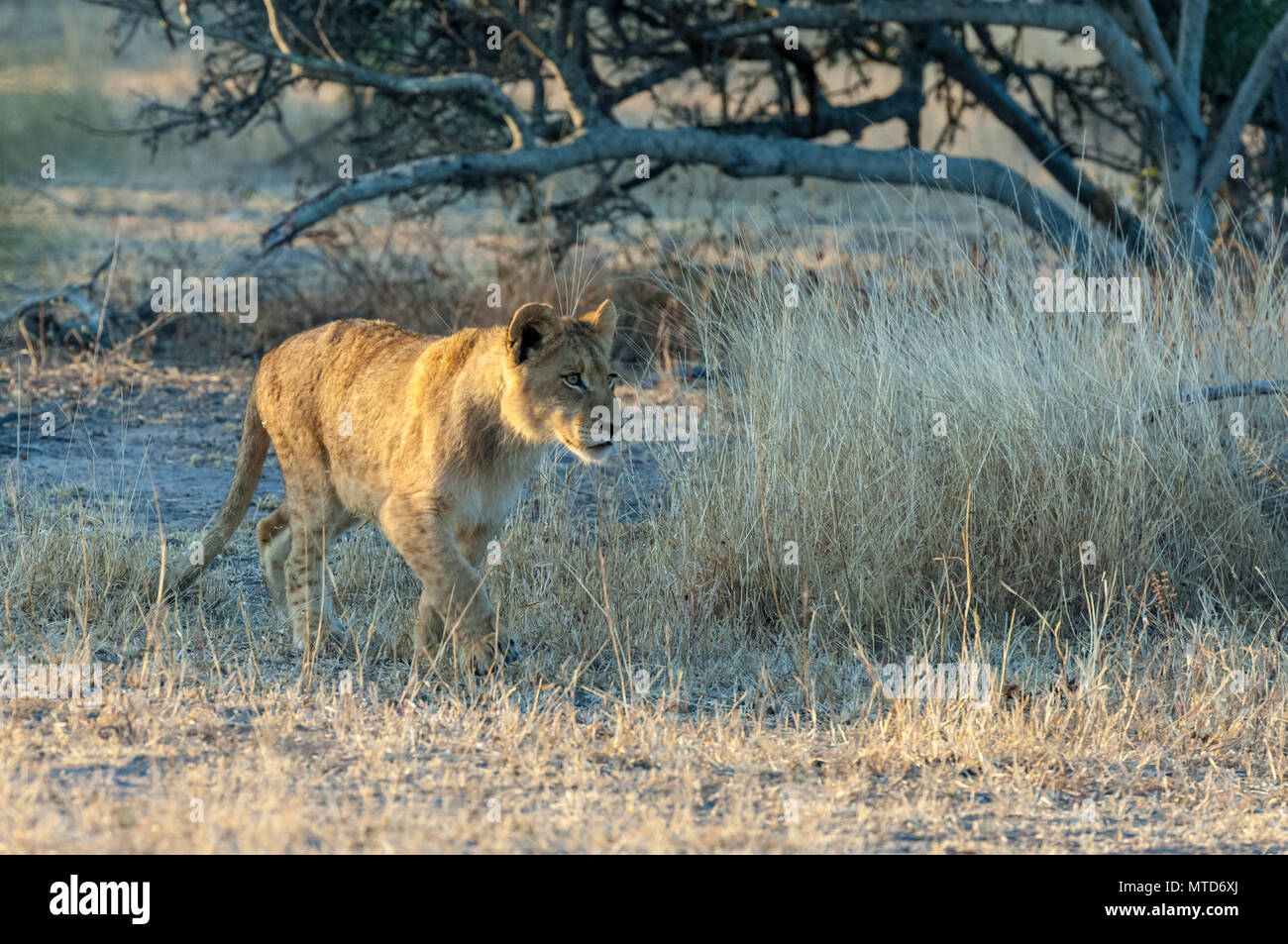 Löwin auf der Jagd in den frühen Morgen Licht in Sabi Sands Game Reserve Stockfoto