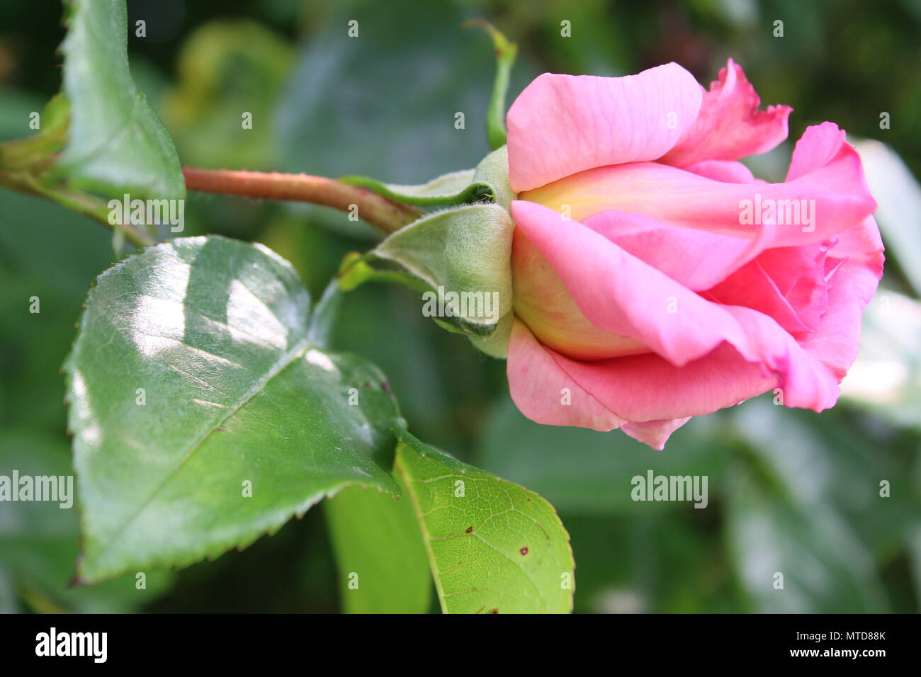 Aus der Nähe zu sehen. Schön Romantisch rosa Rose Knospe im Sonnenschein in Norfolk East Anglia England auf saftig grünen Bush im Sommer wachsen Stockfoto