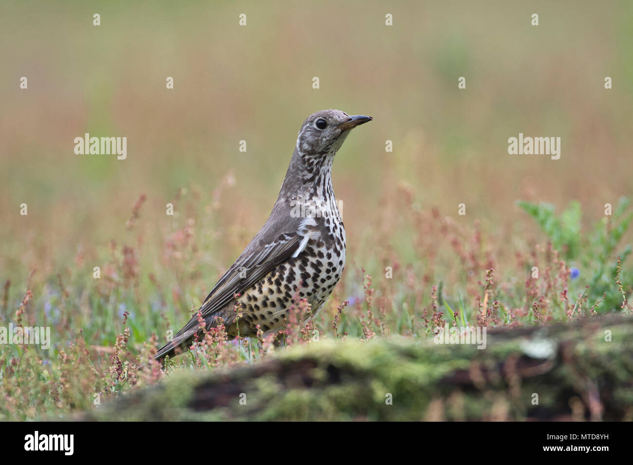 (Turdus viscivorus Mistle Thrush) Nahrungssuche in einem Waldgebiet Clearing im späten Frühjahr Stockfoto