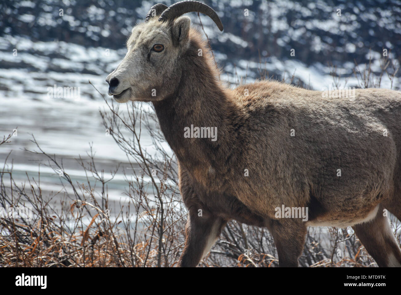 Eine Herde von Ziegen neben einem See in den Rocky Mountains. Stockfoto