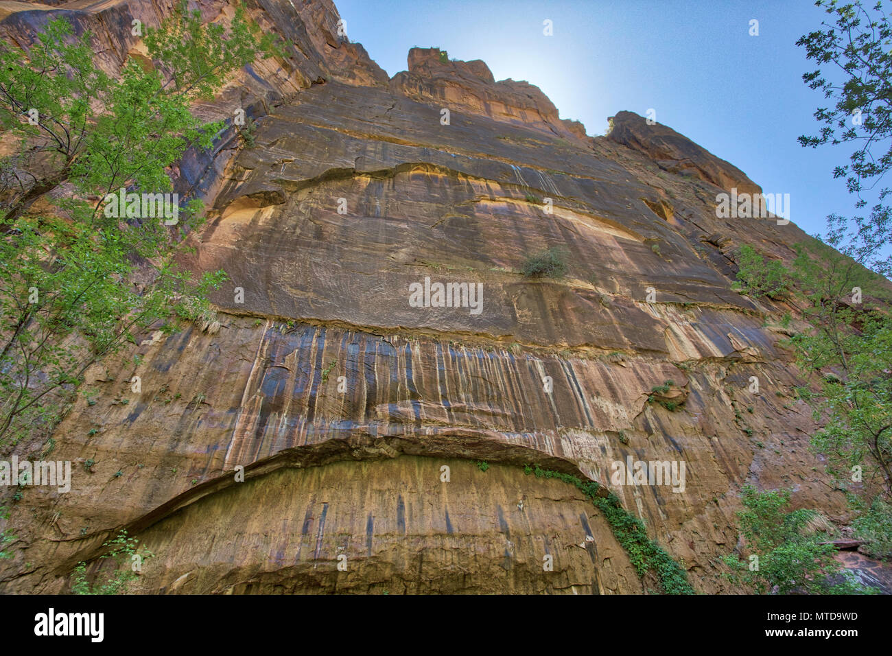 Weinend Wand auf dem Uferweg Spaziergang im Zion National Park. Trail beginnt am Tempel von Sinawava stoppen. Stockfoto