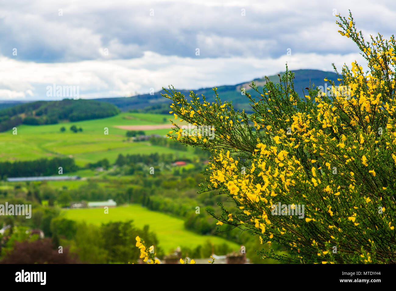 Scotch Broom in Perth shire Landschaft Stockfoto