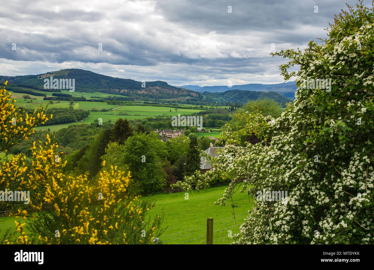 Scotch Broom in Perth shire Landschaft Stockfoto