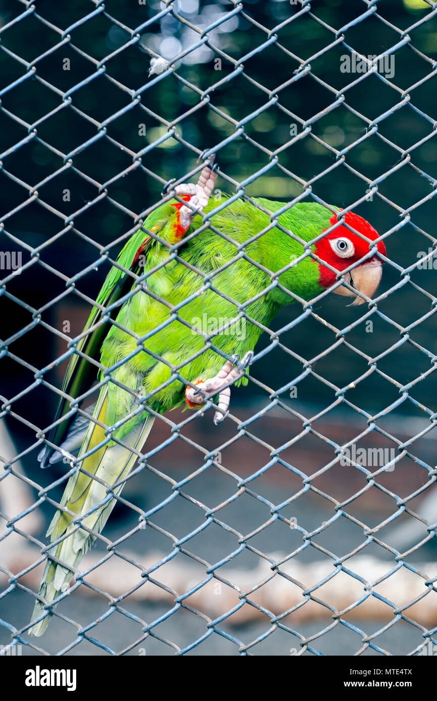 Vogel im Zoo suchen durch das Drahtgeflecht, Papageienvögel eupatria, Alexandrine Parakeet. Wunderschöne Papagei. Stockfoto