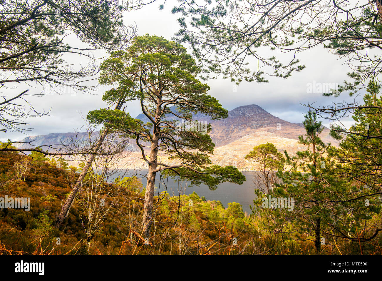 Sicht auf die Welt Klasse Naturschutzgebiet auf Ben Eighe in den Highlands von Schottland. Hier wird die große Schönheit der alten Kaledonischen Wald erhalten bleibt. Stockfoto