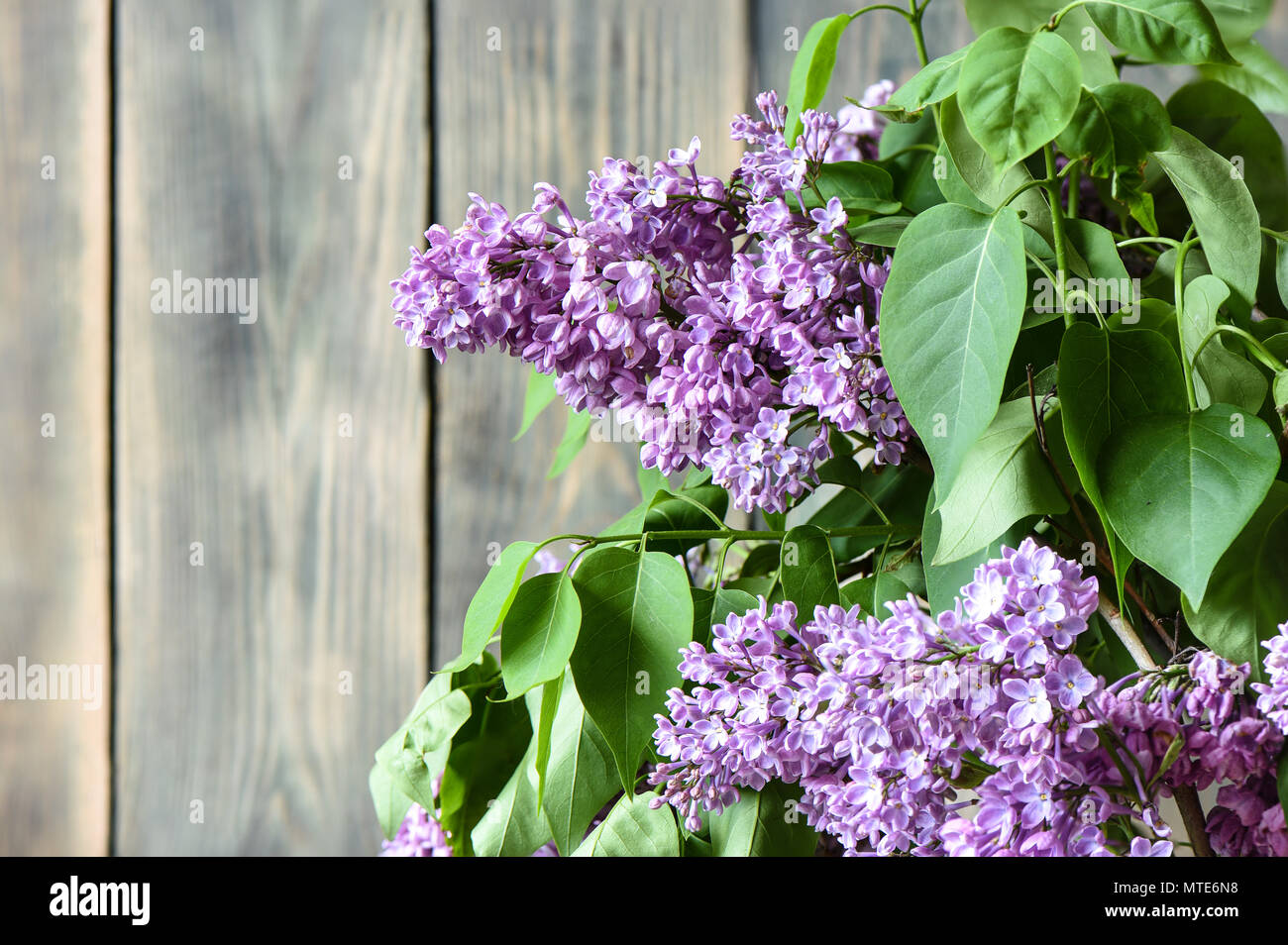 Lila Blumen an einem alten Holzzaun. Selektive konzentrieren. Stockfoto
