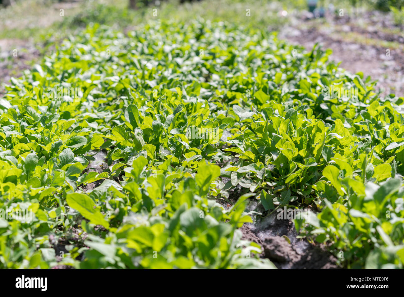 Bio leaf Gemüseanbau. Rucola Anlage. Rucola wächst im Garten
