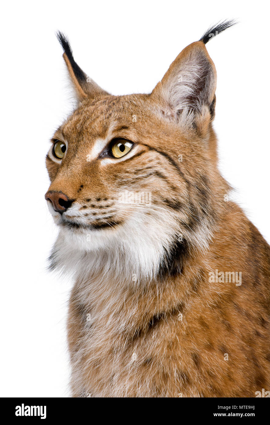 Nahaufnahme der Eurasische Luchs Lynx lynx, 5 Jahre alt, vor weißem Hintergrund Stockfoto