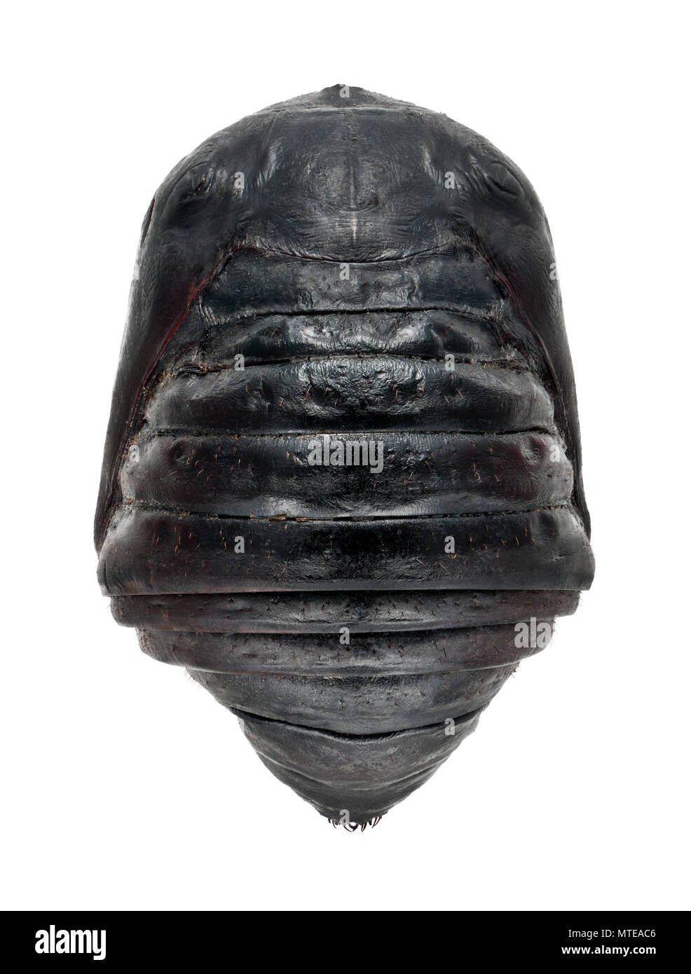 Südindien kleine Tussore, antheraea Paphia, chrysalis, außerhalb der Schale vor weißem Hintergrund Stockfoto