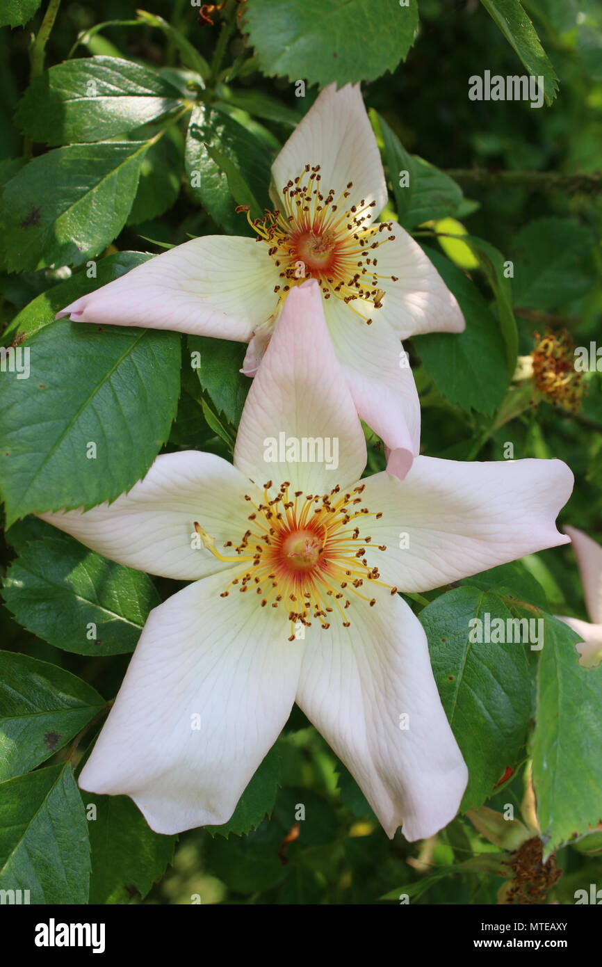 Nahaufnahme von Stark duftenden parfümierte Keith Maughan Arten von Peter Beales 'einzelnes Blütenblatt zarte gelb rosa Rose auf Bush von üppigen grünen Blätter Stockfoto