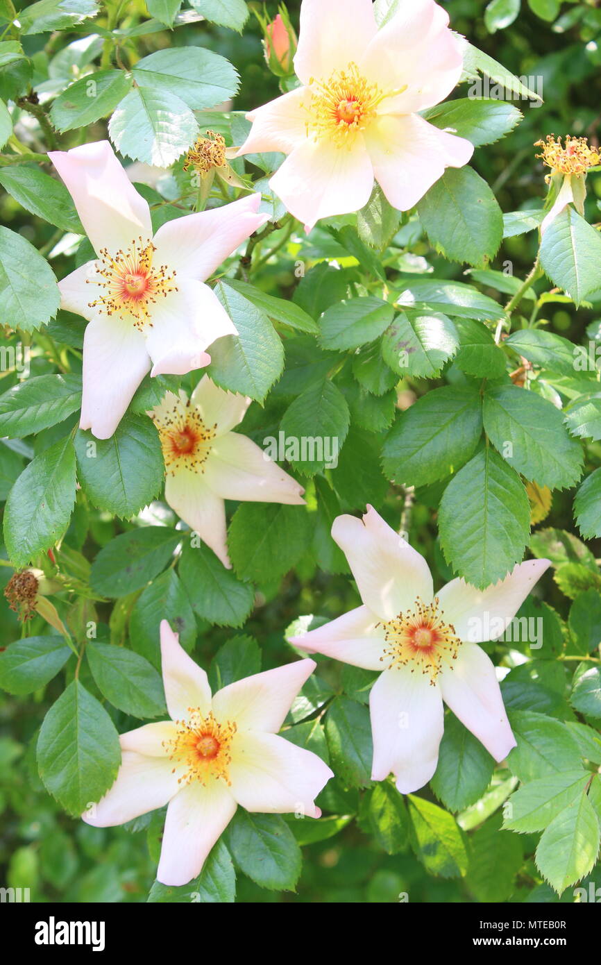 Nahaufnahme von Stark duftenden parfümierte Keith Maughan Arten von Peter Beales 'einzelnes Blütenblatt zarte gelb rosa Rose auf Bush von üppigen grünen Blätter Stockfoto