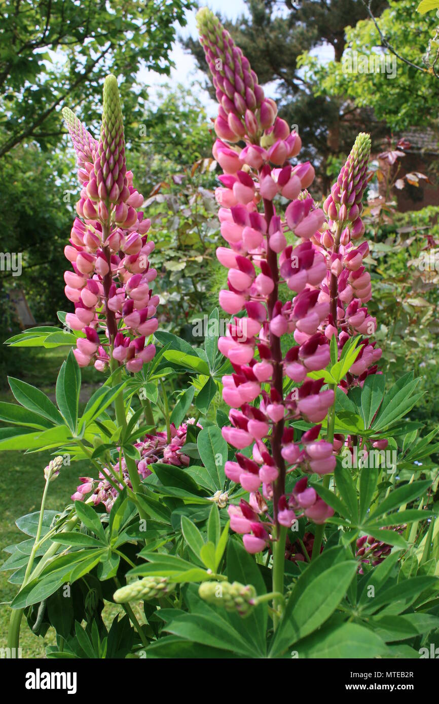 In der Nähe von garten landschaft von Rosa Rot Lupin Blumen im Garten Grenze in Norfolk East Anglia England wächst im Sommer Stockfoto