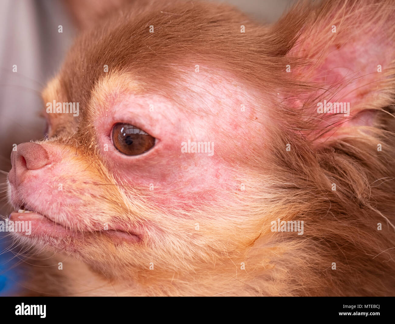 Allergiker Hund Stockfotos und -bilder Kaufen - Alamy