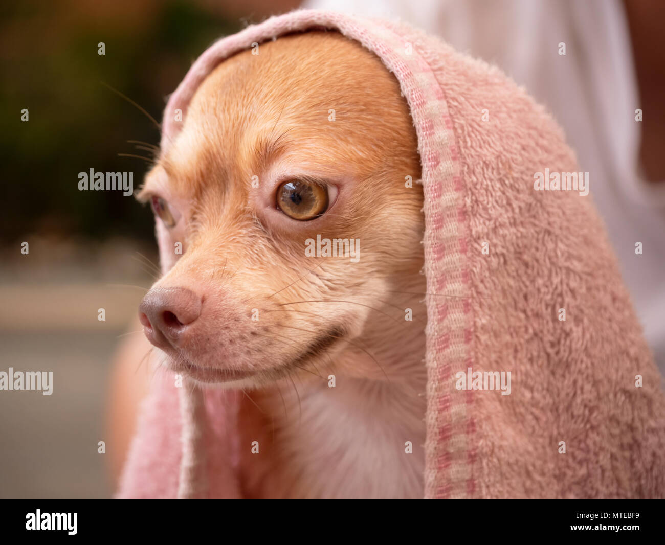 Braun chihuahua Hund nach einer Dusche zu Hause Stockfoto