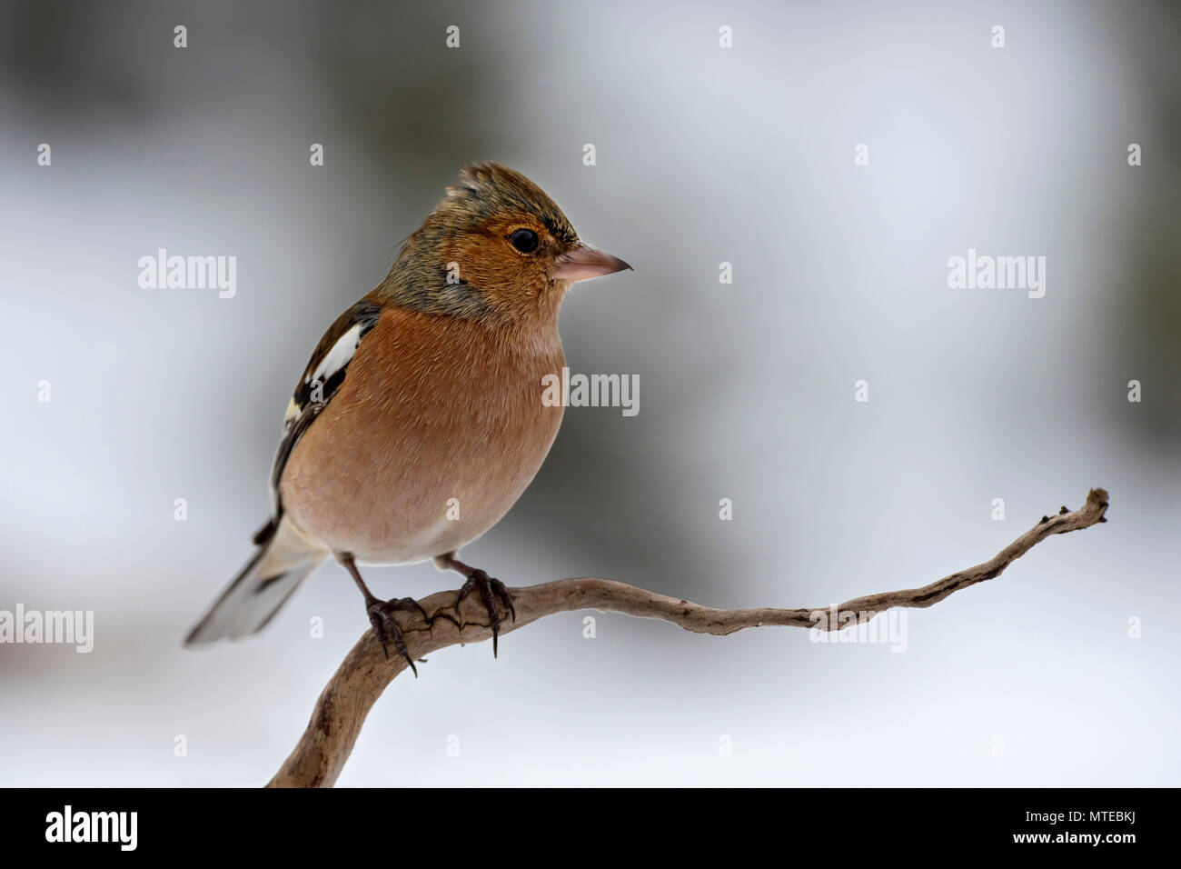 Gemeinsame Buchfink (Fringilla coelebs) sitzt auf einem Ast, männlich, Tirol, Österreich Stockfoto