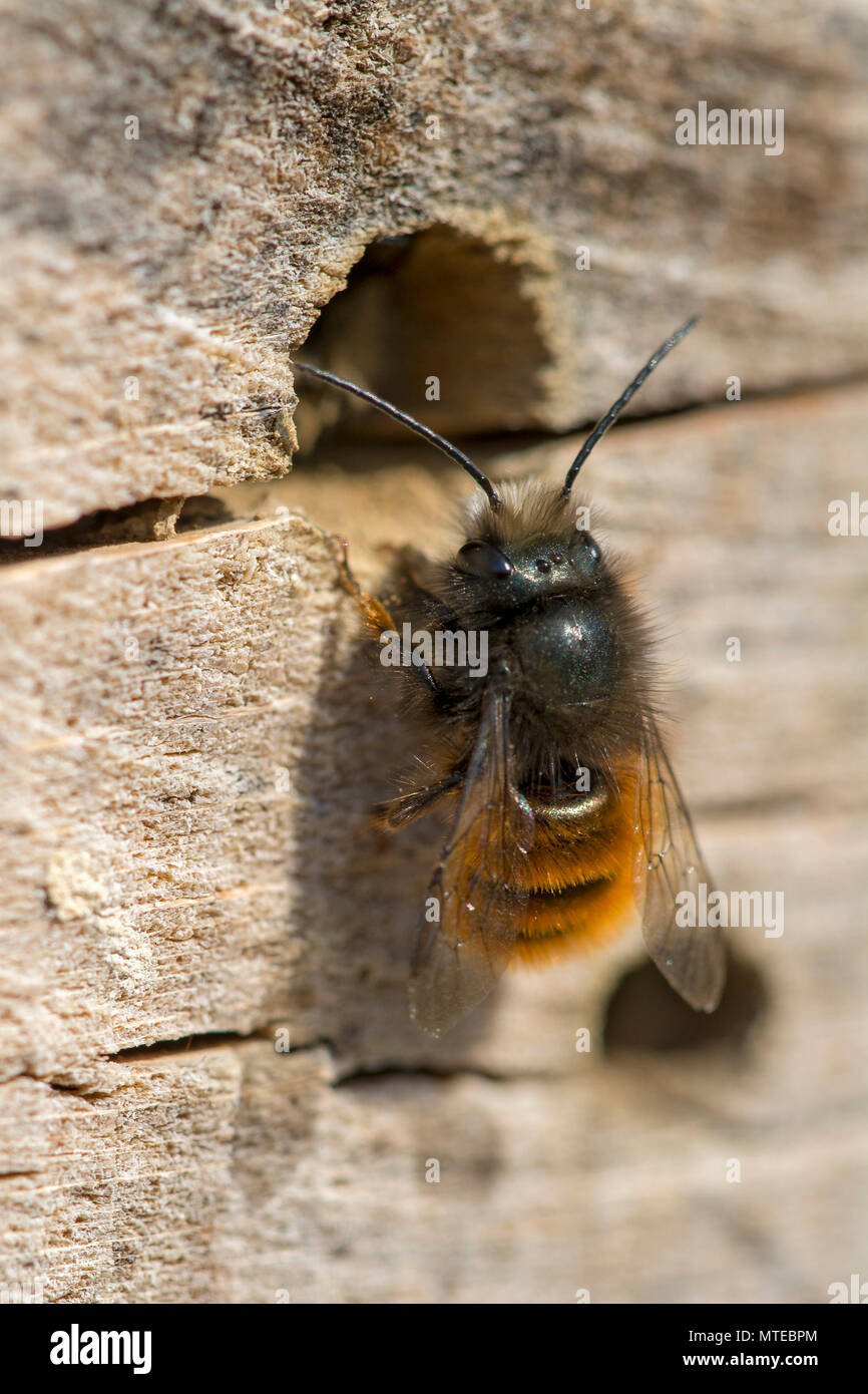 Hornfaced Biene (Osmia cornuta), männliche Insekt Hotel, Tirol, Österreich Stockfoto
