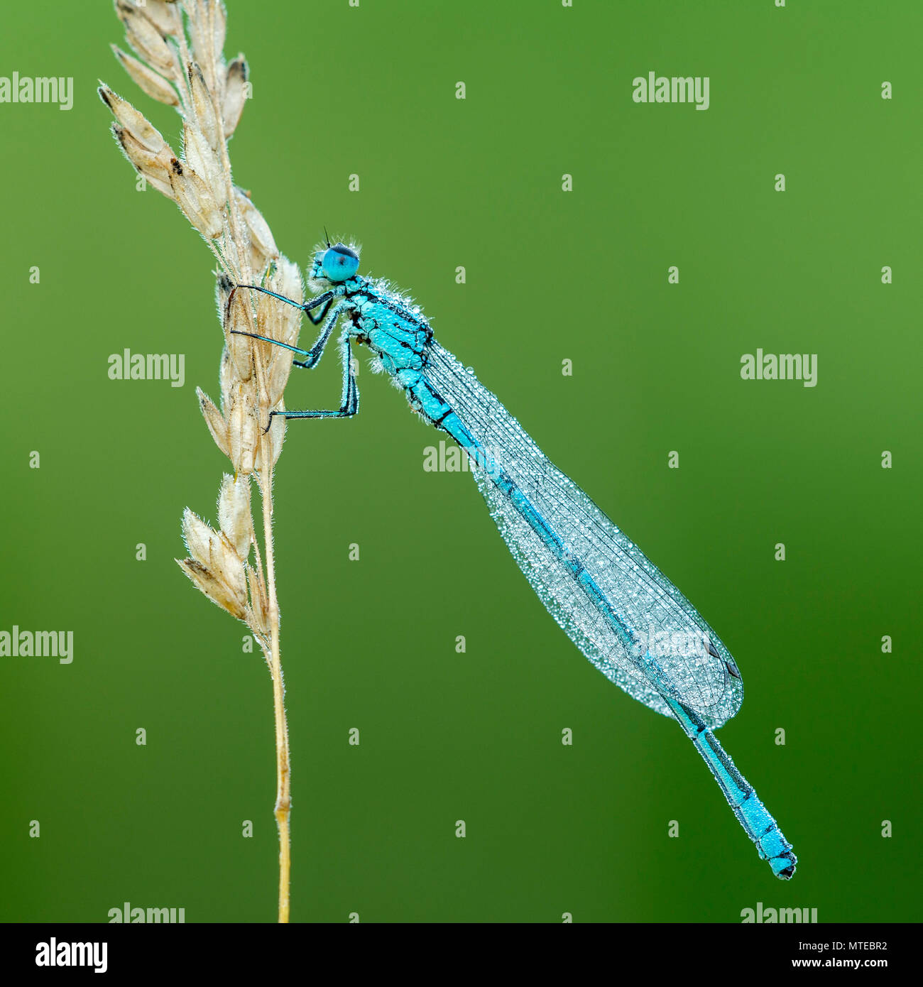 Hufeisen-azurjungfer (Coenagrion puella) sitzt auf Gras Ohr mit Tautropfen, männlich, Burgenland, Österreich abgedeckt Stockfoto