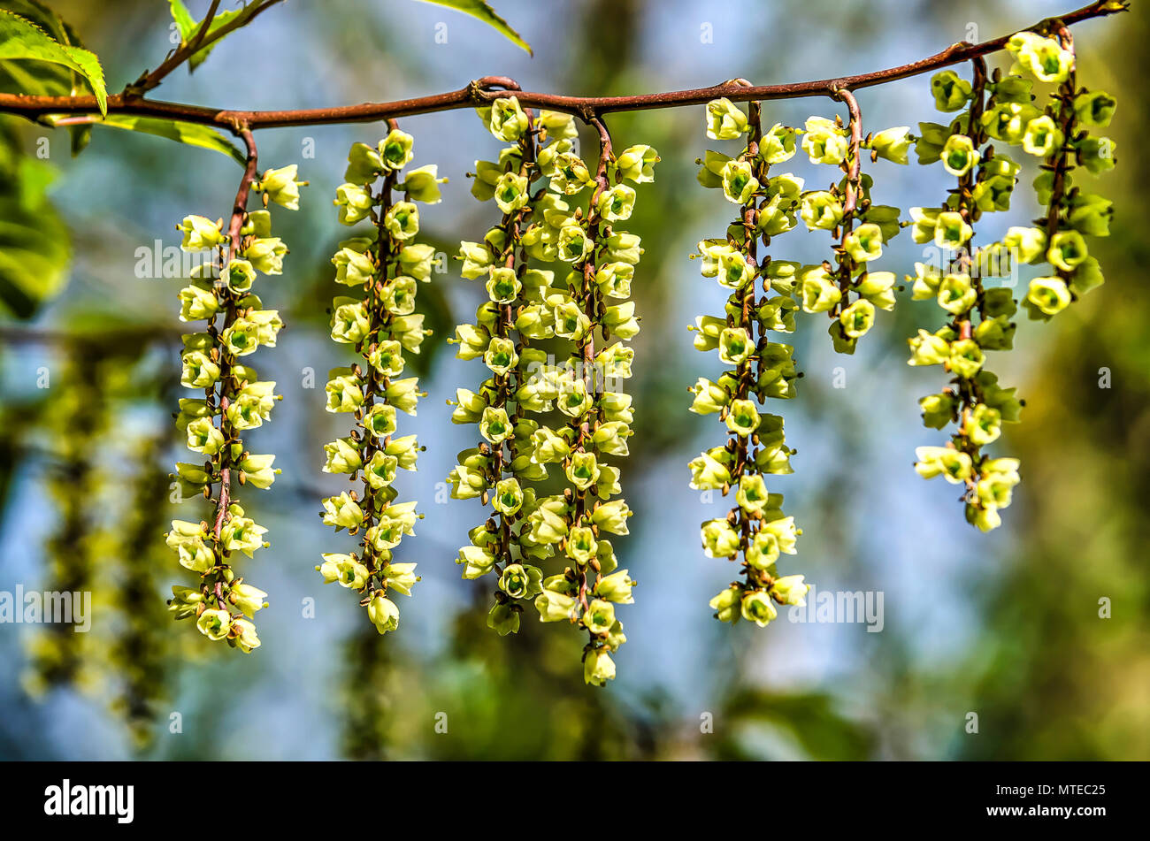 Nahaufnahme einer stachyurus chinensis Baum mit rhytmically arrangiert gelbliche Blüten hängen in Strings aus einem Zweig vor blauem Himmel Stockfoto