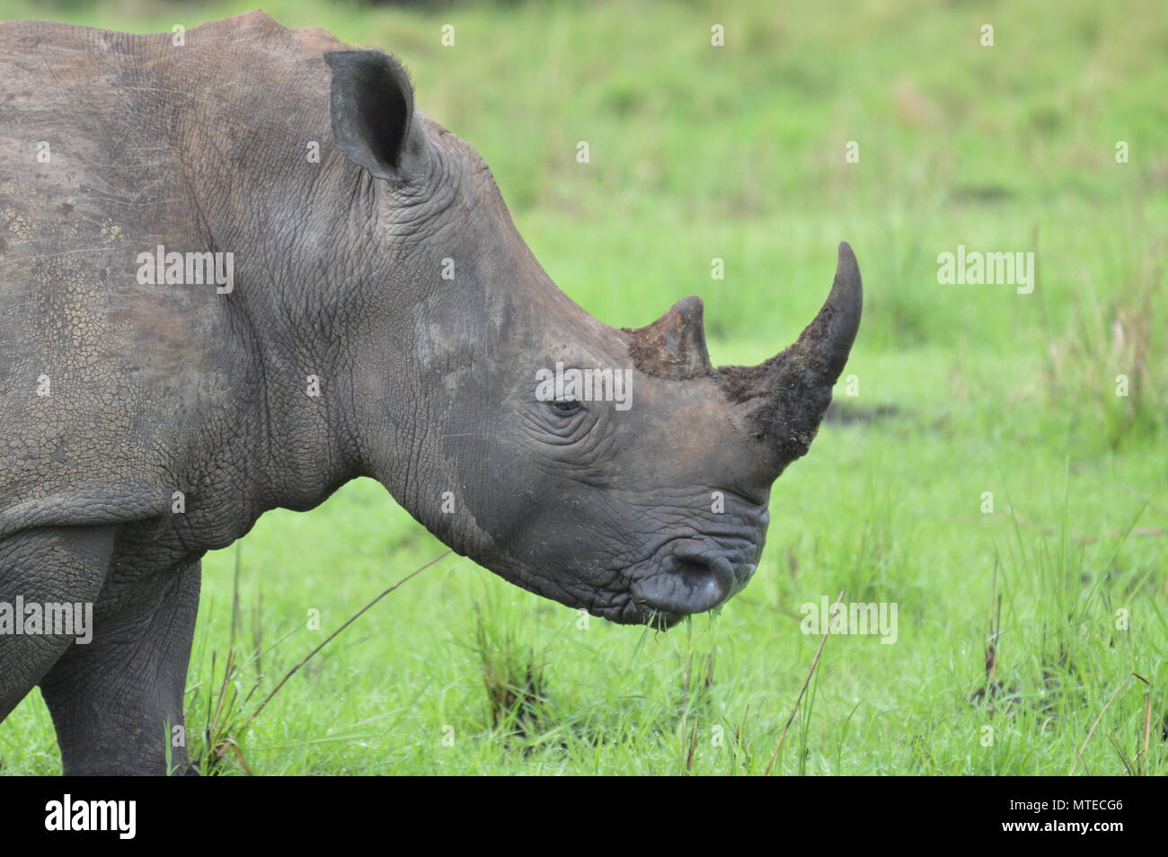 Schwangere Rhino mit vollem Horn Stockfoto